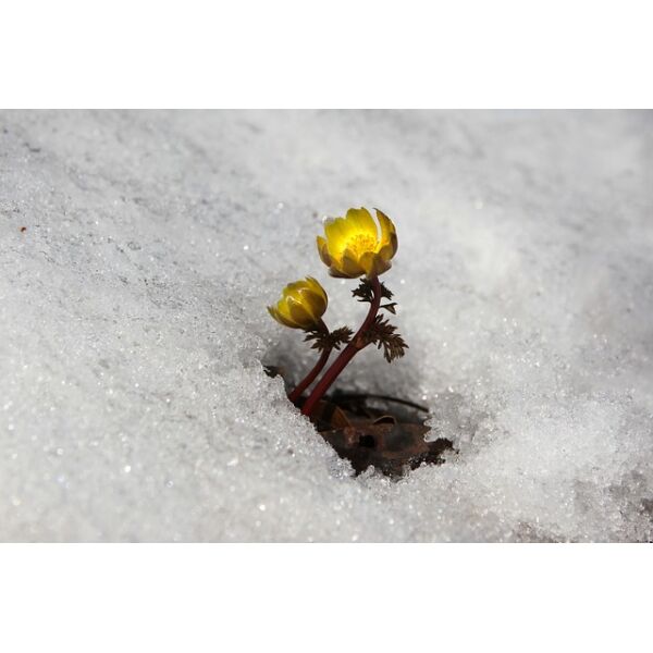 Product - 530055 Product - 530055